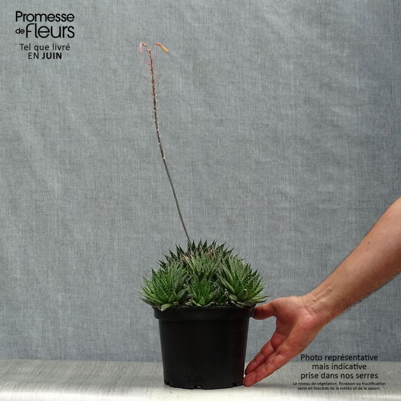 Spécimen de Aloe aristata - Aloe nain Pot de 2L/3L tel que livré en été