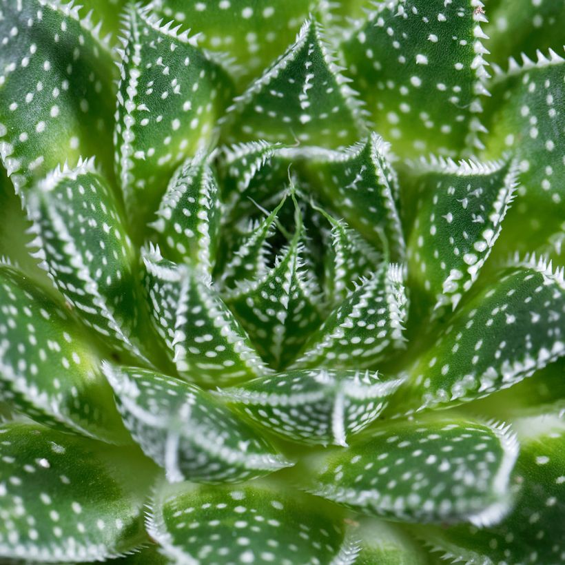 Aloe aristata - Aloe nain (Feuillage)