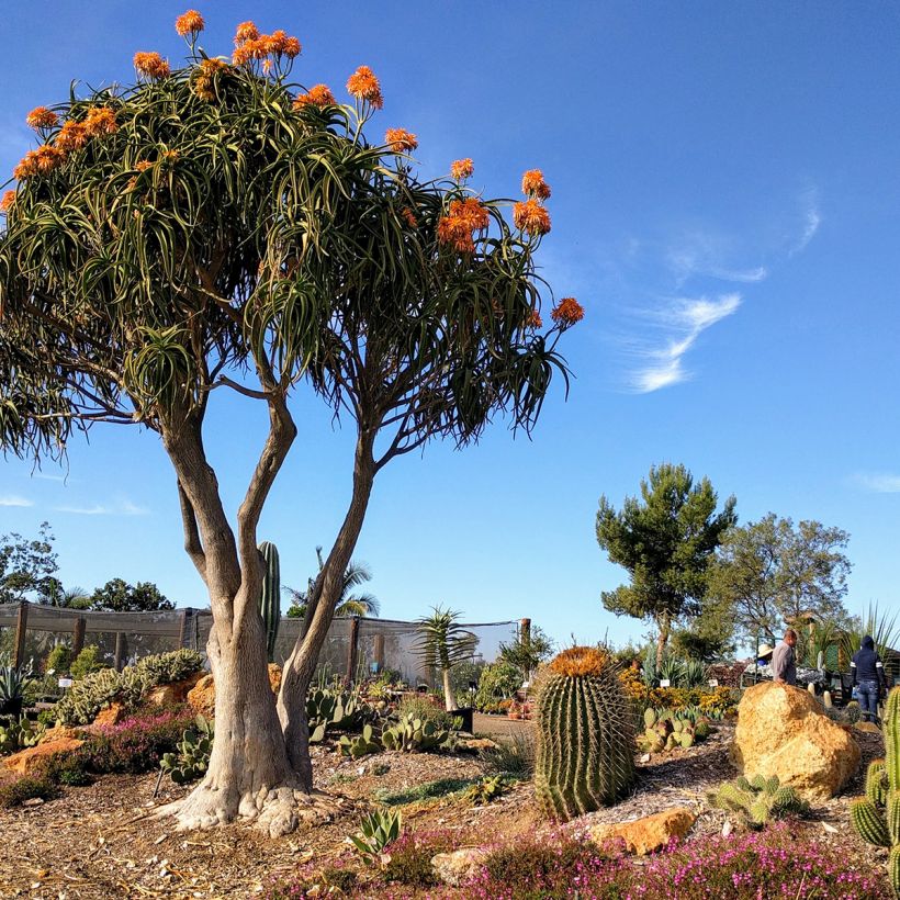 Aloe bainesii ou Aloe barberae - Aloès en arbre (Port)