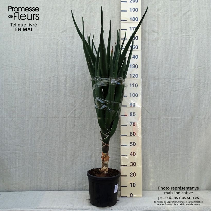 Spécimen de Aloe bainesii ou Aloe barberae - Aloès en arbre - Pot de 7,5L/10L tel que livré au printemps