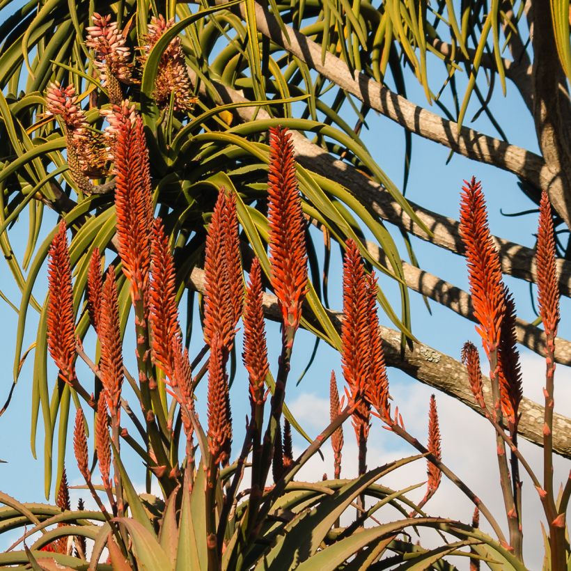 Aloe bainesii ou Aloe barberae - Aloès en arbre (Floraison)