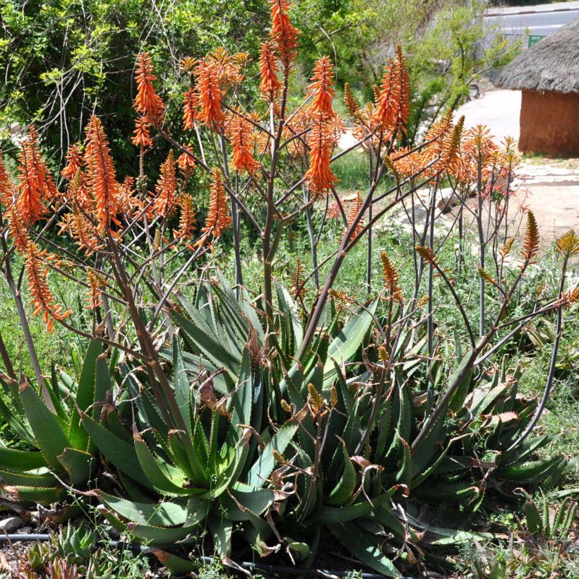 Aloe brevifolia - Aloès à feuilles courtes (Floraison)