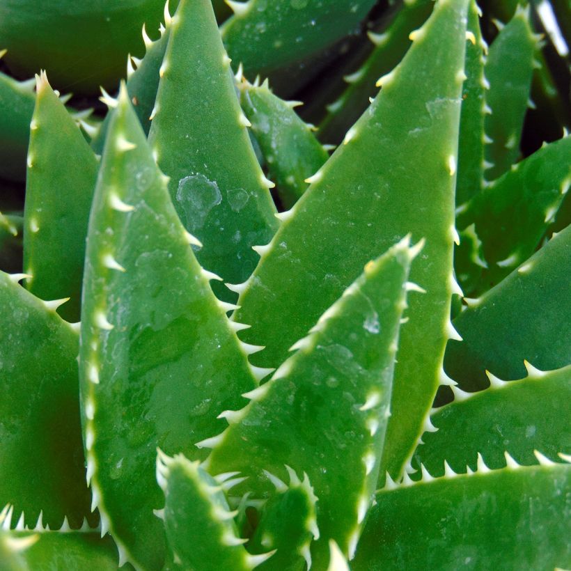 Aloe brevifolia - Aloès à feuilles courtes (Feuillage)