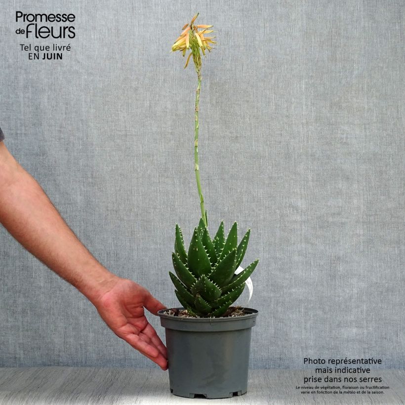 Spécimen de Aloe brevifolia - Aloès à feuilles courtes Pot de 2L/3L tel que livré en été
