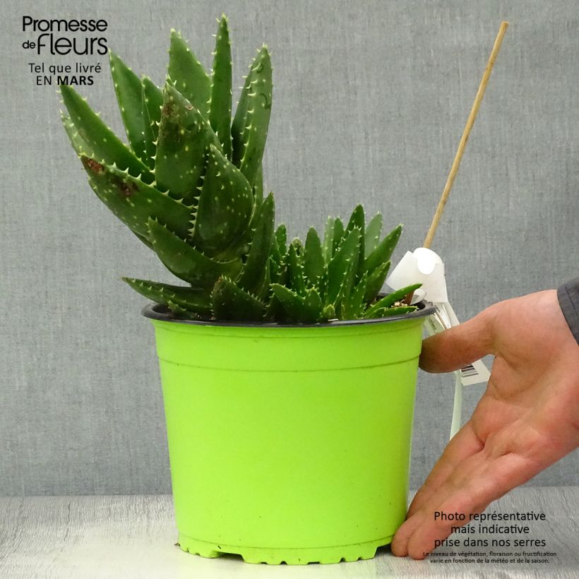 Spécimen de Aloe brevifolia - Aloès à feuilles courtes Pot de 2L/3L tel que livré au printemps