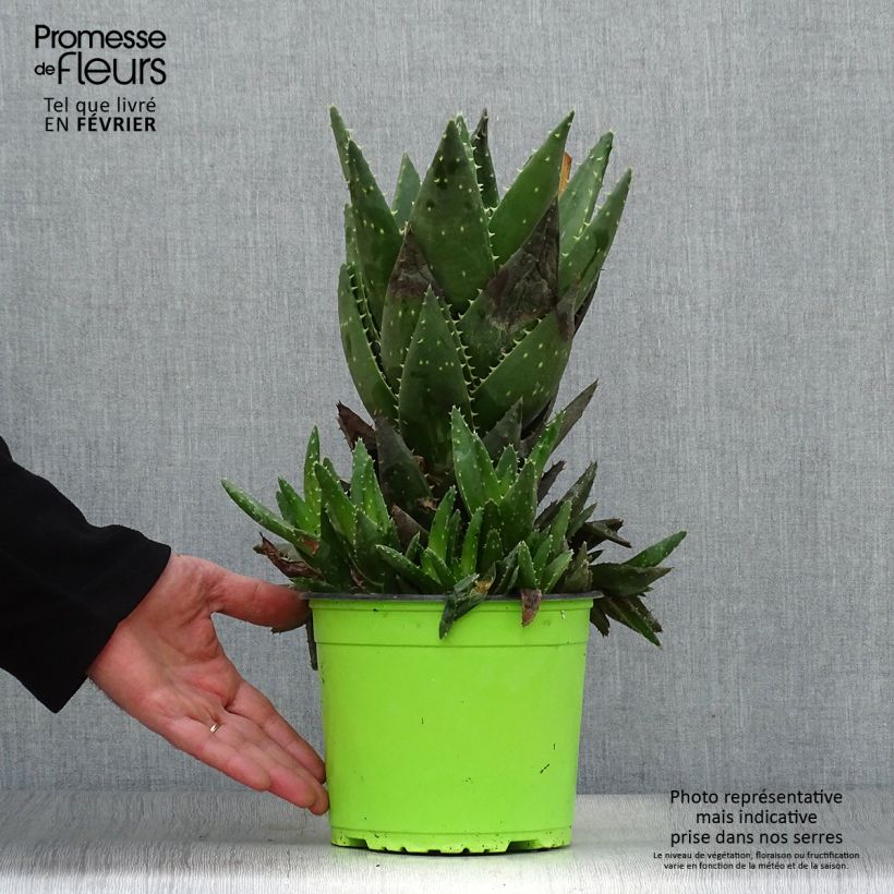 Spécimen de Aloe brevifolia - Aloès à feuilles courtes tel que livré en hiver