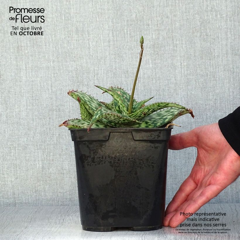 Spécimen de Aloe harlana - Aloès mosaïque Pot de 3L/4L tel que livré en automne