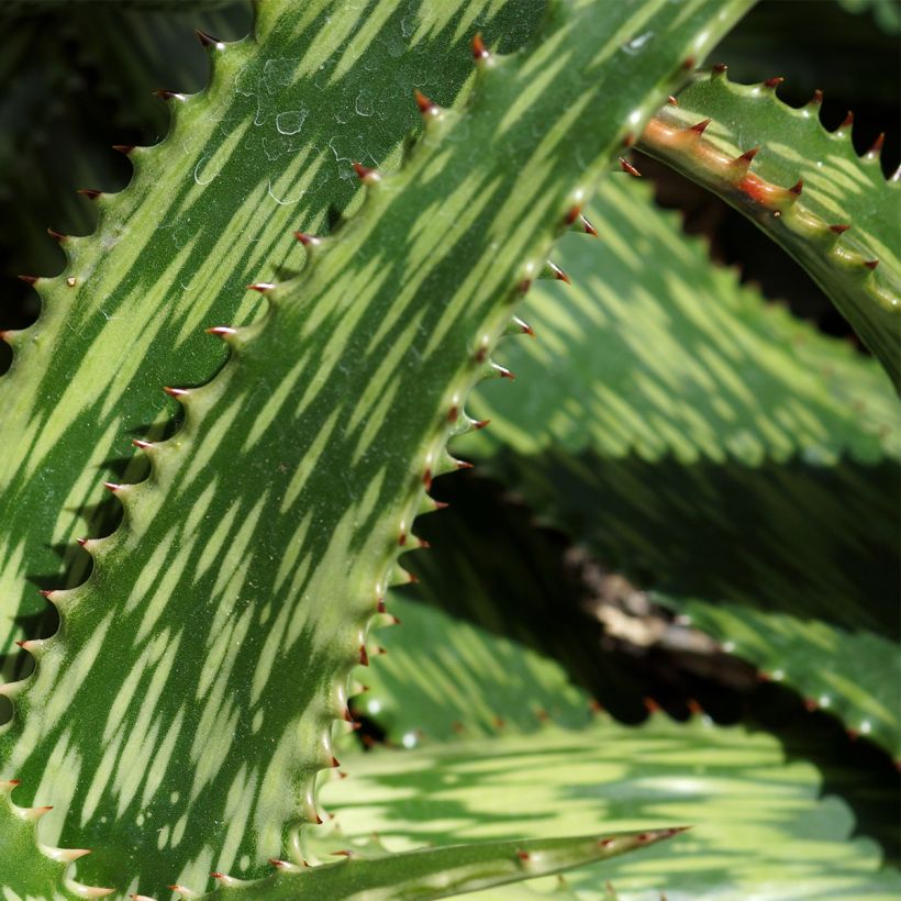 Aloe harlana - Aloès mosaïque (Feuillage)