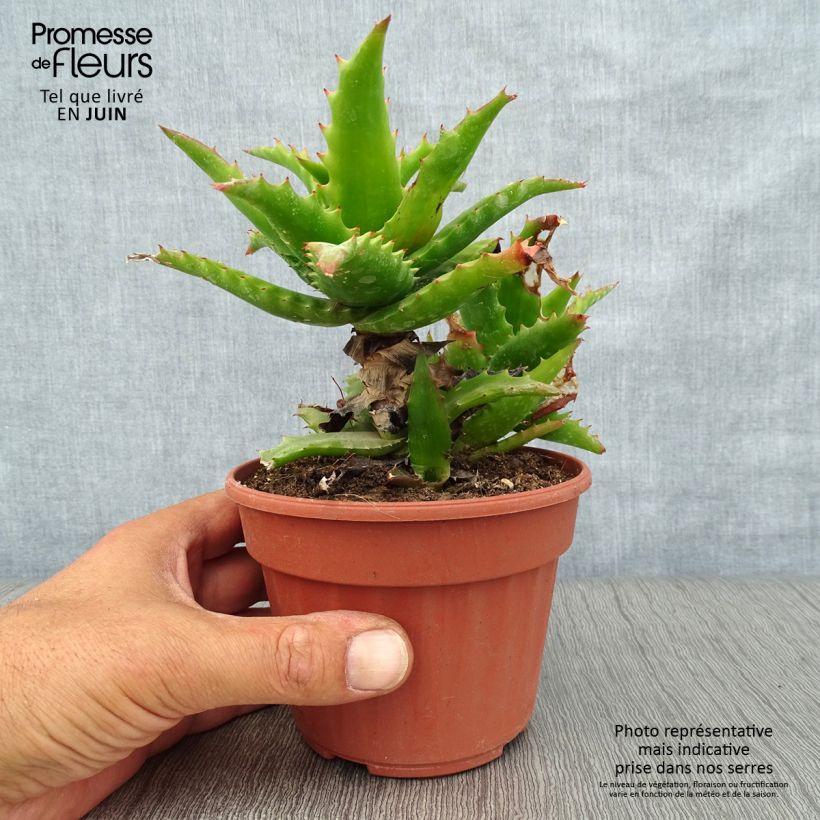 Spécimen de Aloe morogoroensis - Aloe bussei Pot de 12 cm / 13 cm tel que livré en été