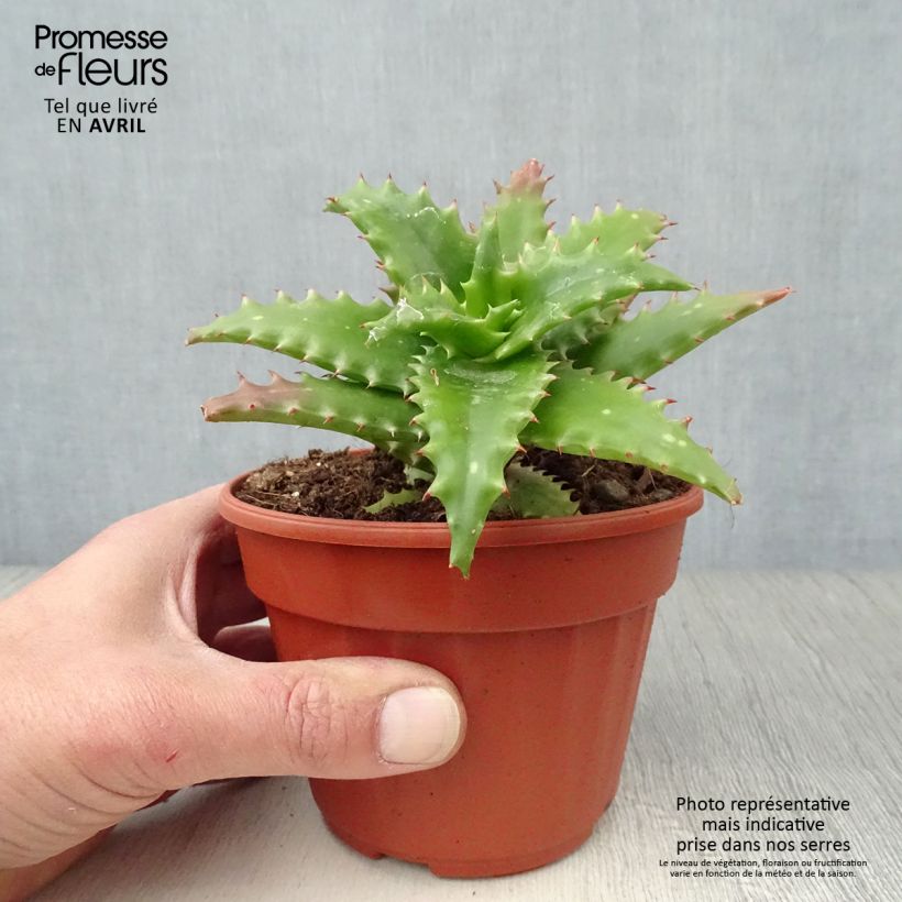 Spécimen de Aloe morogoroensis - Aloe bussei Pot de 13 cm tel que livré au printemps