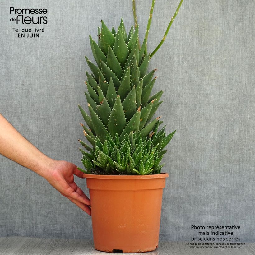 Spécimen de Aloe perfoliata (mitriformis) Pot de 7,5L/10L tel que livré en été