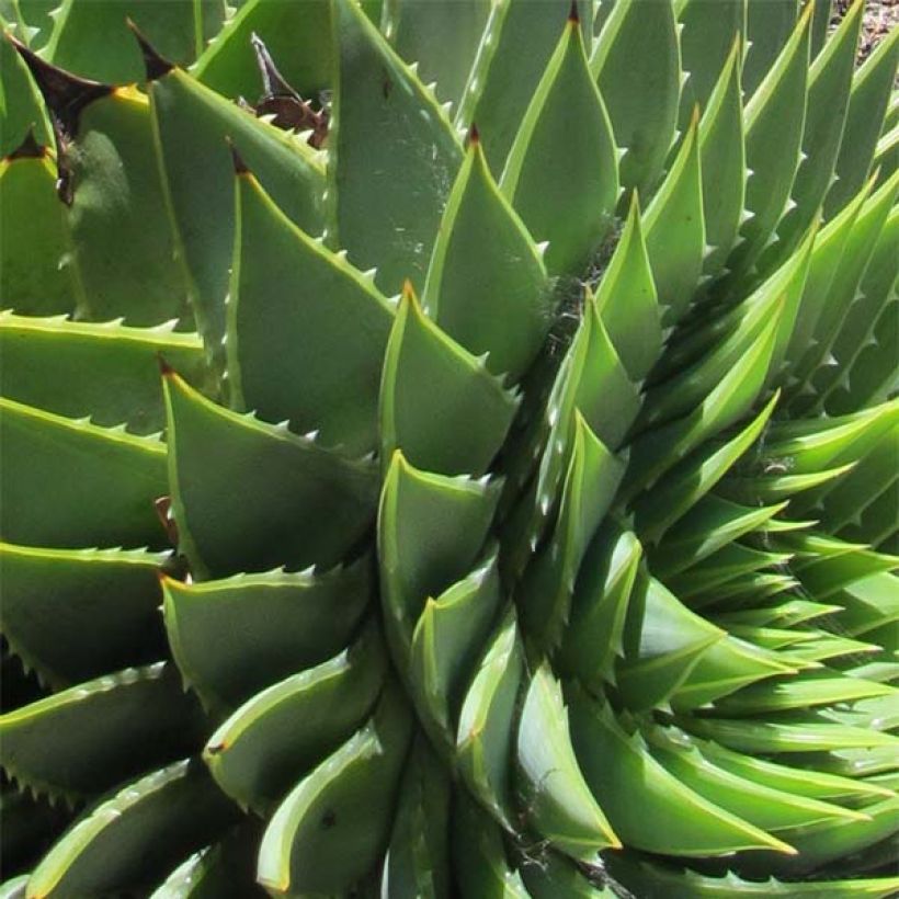 Aloe polyphylla - Aloes spirale (Feuillage)