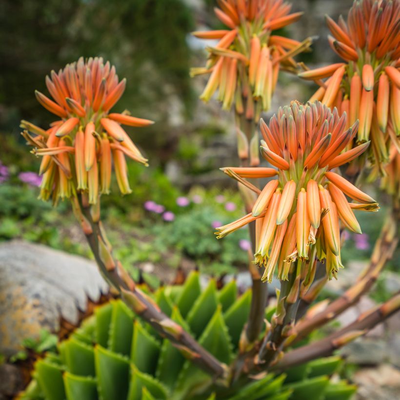 Aloe polyphylla - Aloes spirale (Floraison)