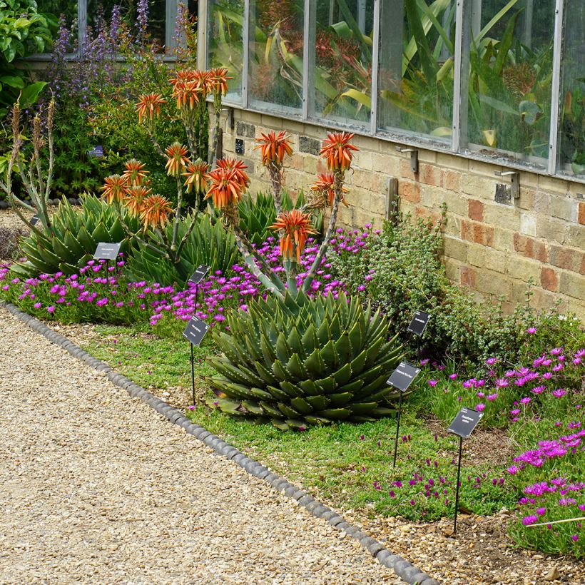 Aloe polyphylla - Aloes spirale (Port)