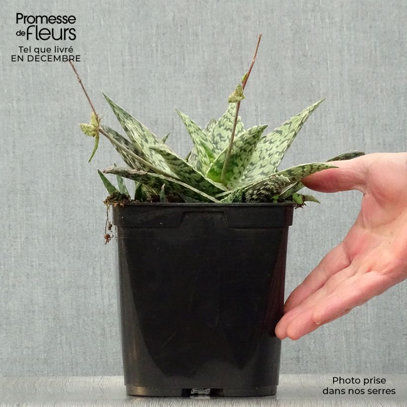 Spécimen de Aloe rauhii Cleopatra - Aloès Snowflake tel que livré en hiver