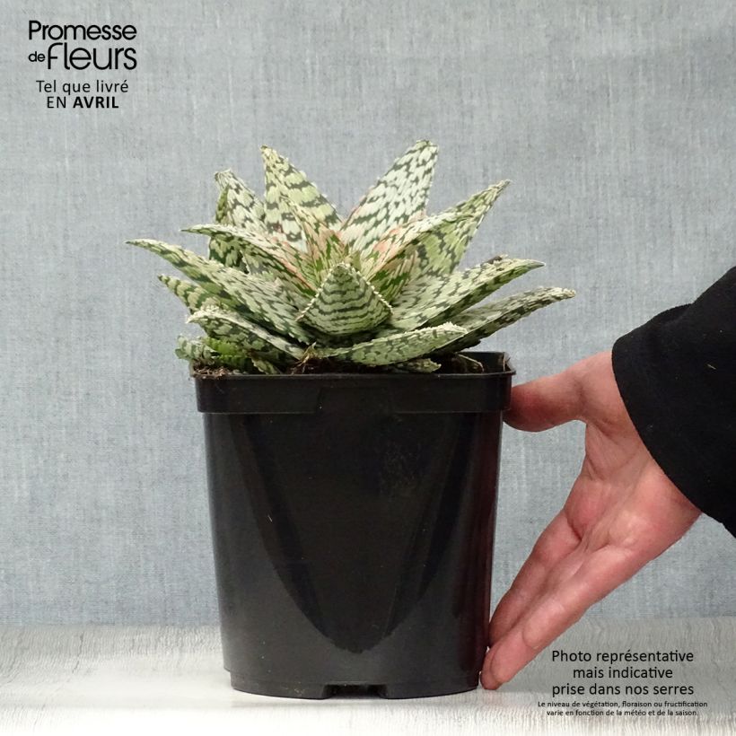 Spécimen de Aloe rauhii Cleopatra - Aloès Snowflake Pot de 3L tel que livré au printemps