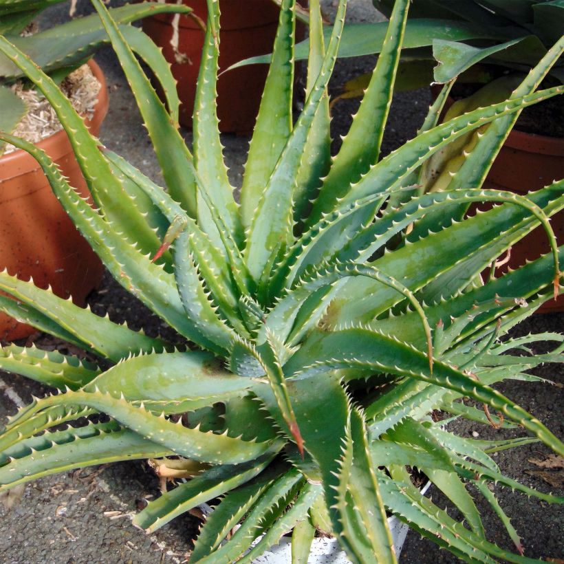 Aloe spinosissima - Aloès (Port)