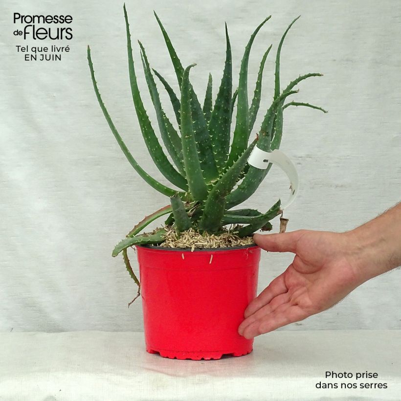 Spécimen de Aloe spinosissima - Aloès Pot de 2L/3L tel que livré en été