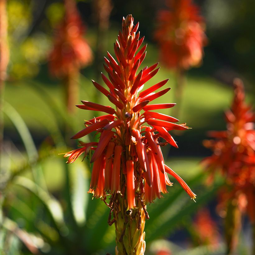 Aloe spinosissima - Aloès (Floraison)
