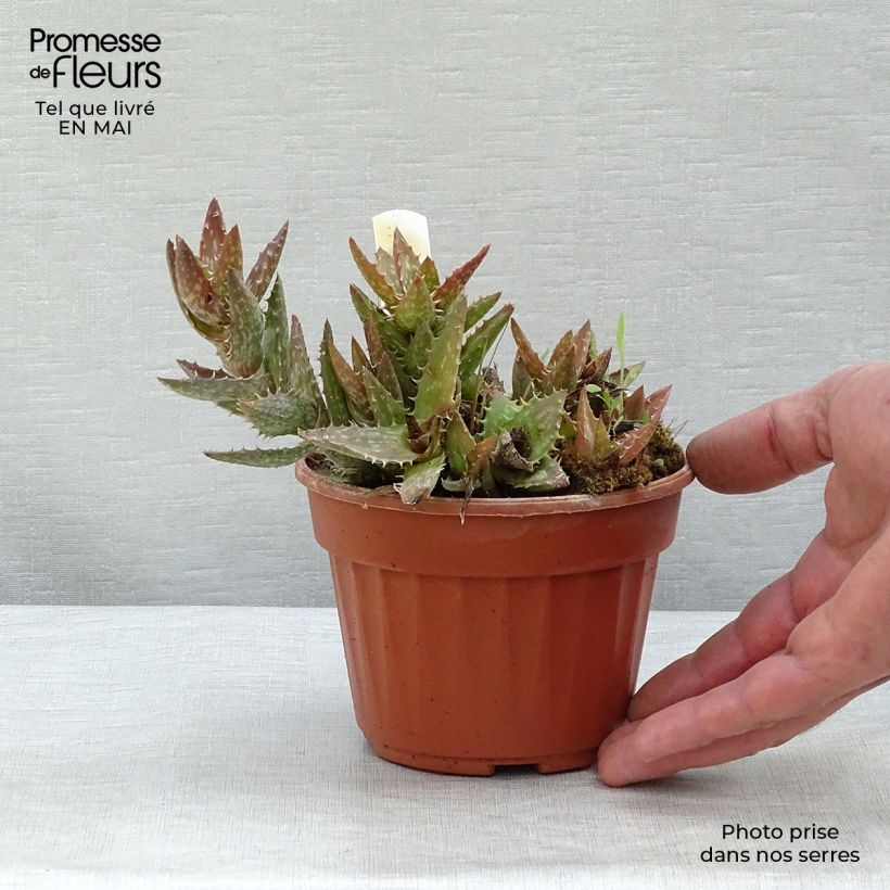 Spécimen de Aloe squarrosa Pot de 13 cm tel que livré au printemps