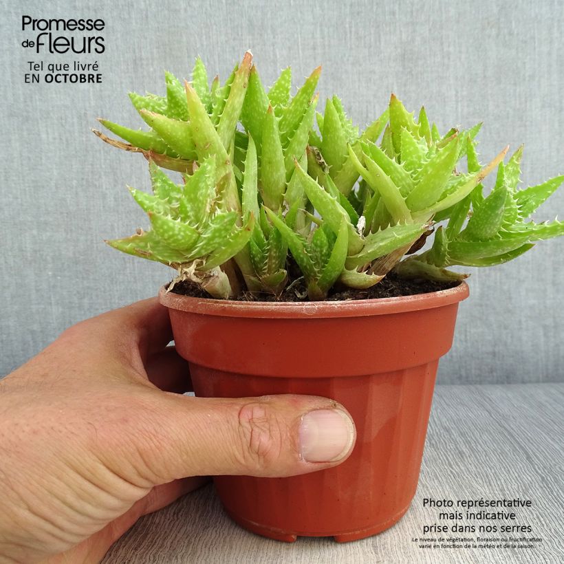 Spécimen de Aloe squarrosa tel que livré en automne