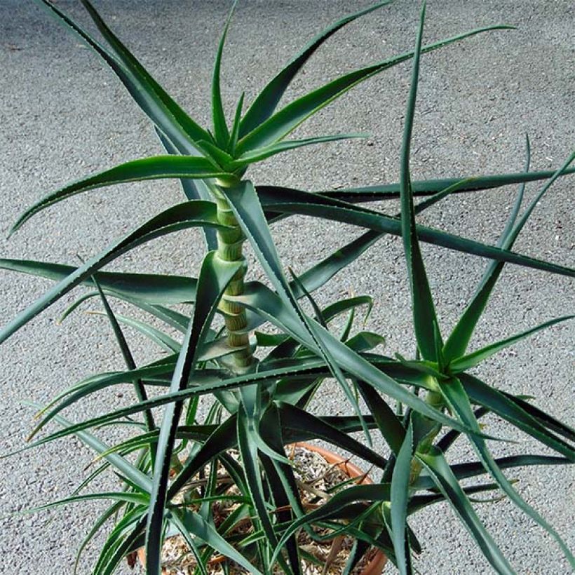 Aloe striatula - Aloès arbustif (Port)
