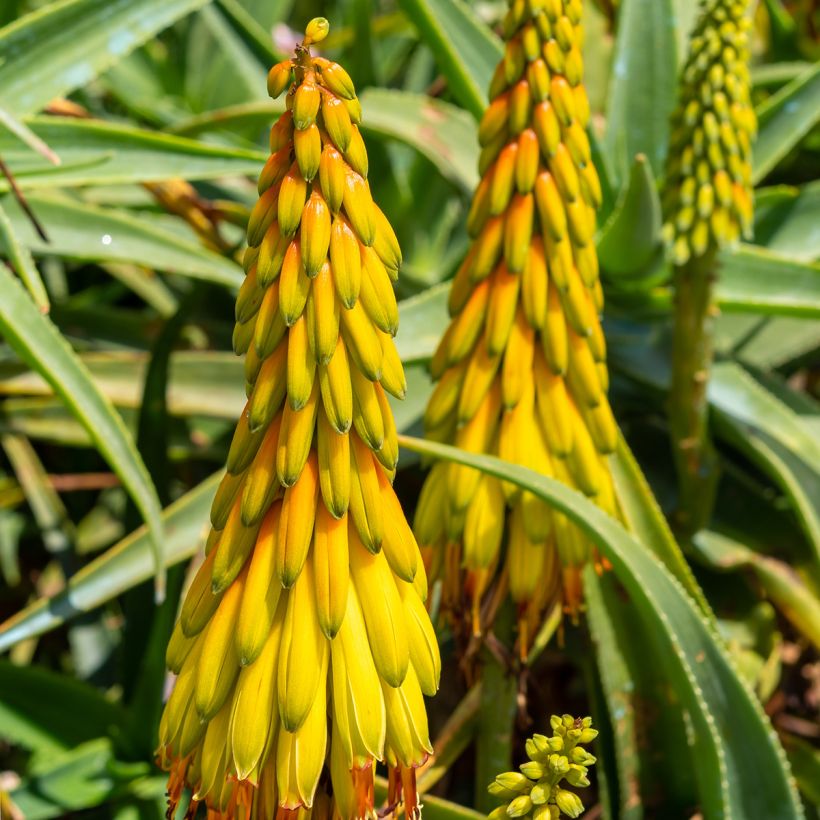 Aloe striatula - Aloès arbustif (Floraison)
