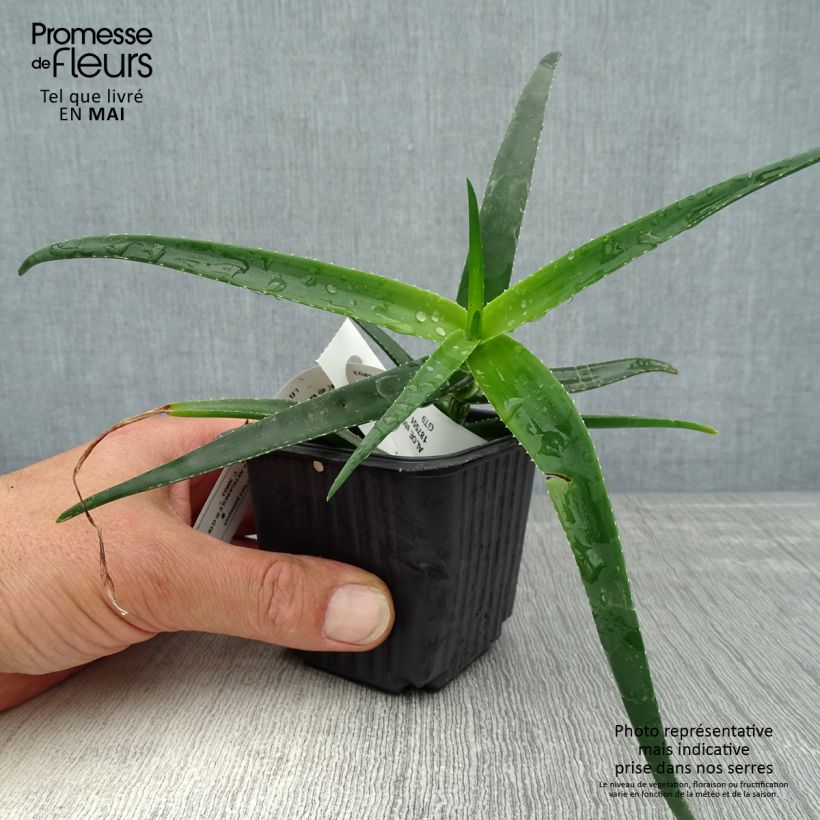 Spécimen de Aloe striatula ArticJungle - Aloès arbustif - Godet de 8/9 cm tel que livré au printemps