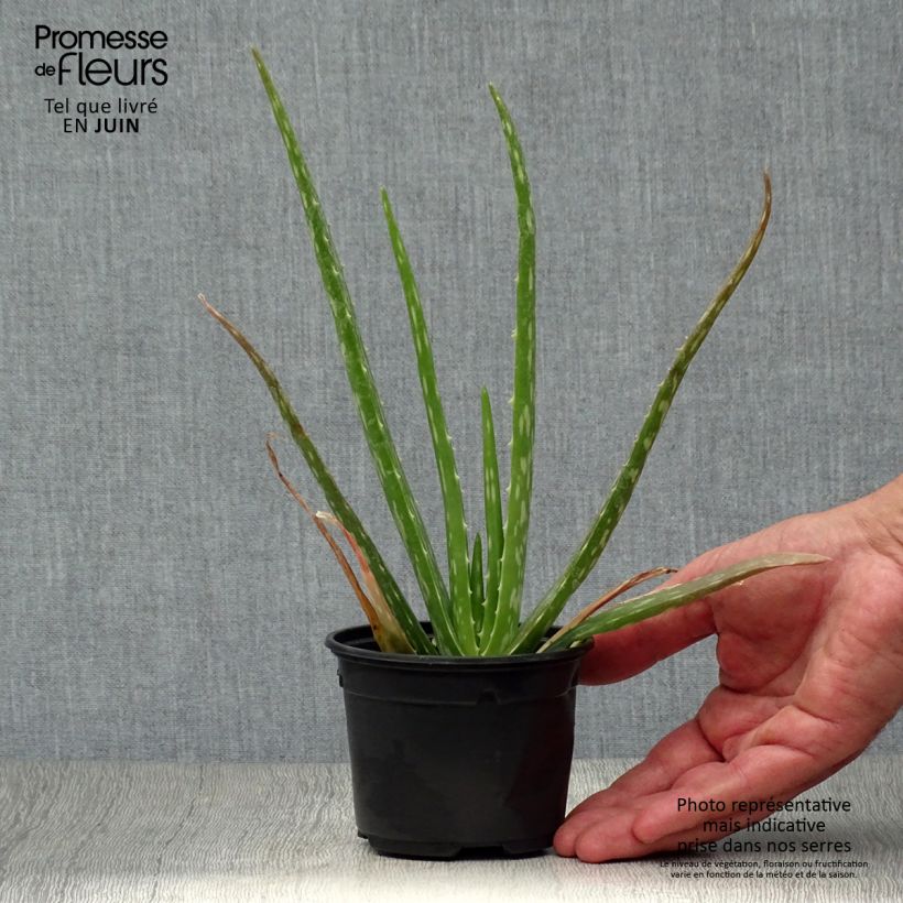 Spécimen de Aloe vera - Aloes des Barbades Godet de 7/8 cm tel que livré en été