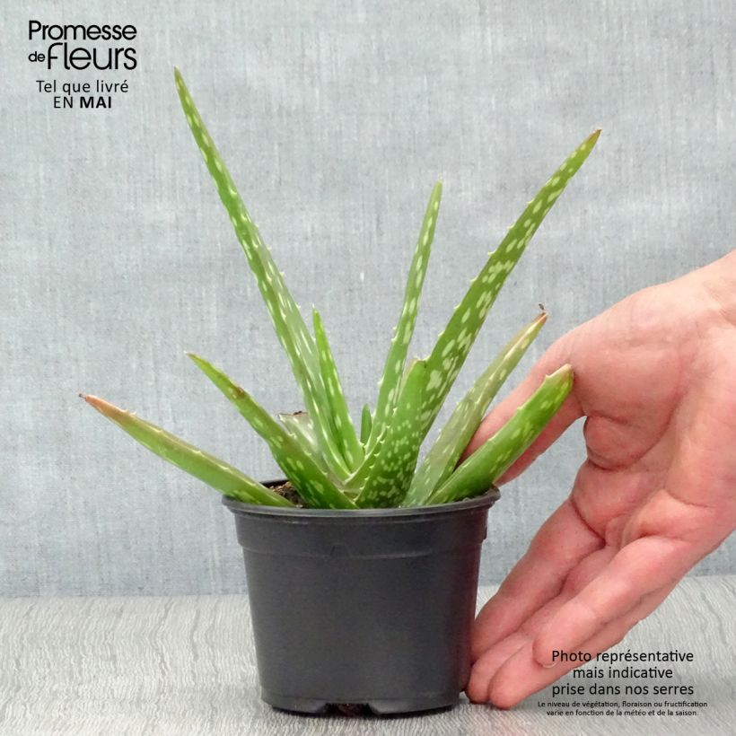Spécimen de Aloe vera - Aloes des Barbades godet de 8cm tel que livré au printemps