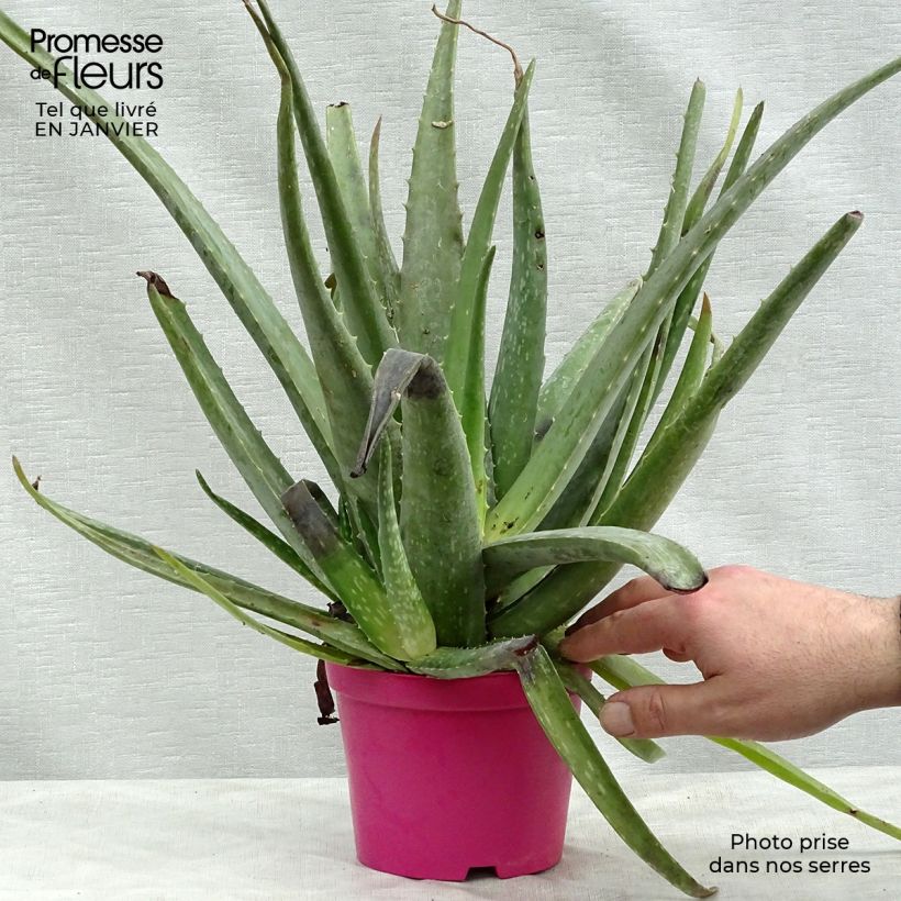 Spécimen de Aloe vera - Aloes des Barbades tel que livré en hiver