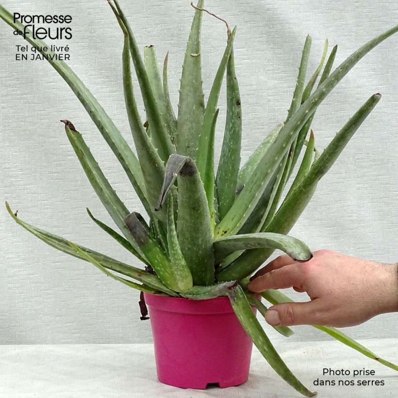 Spécimen de Aloe vera - Aloes des Barbades pot de 13 cm tel que livré en hiver