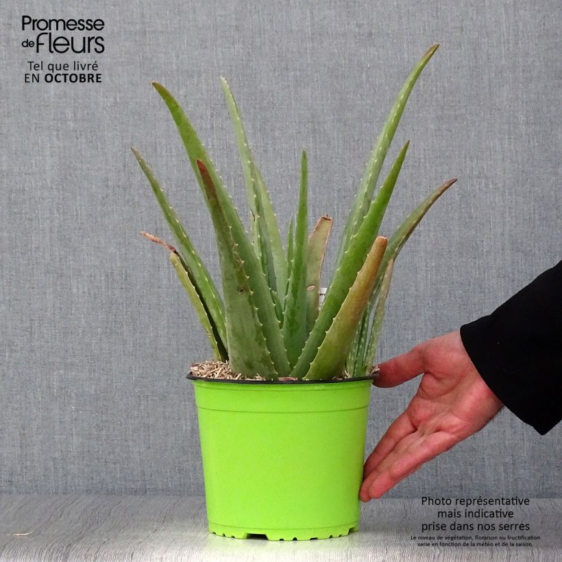 Spécimen de Aloe vera - Aloes des Barbades Pot de 2L/3L tel que livré en automne