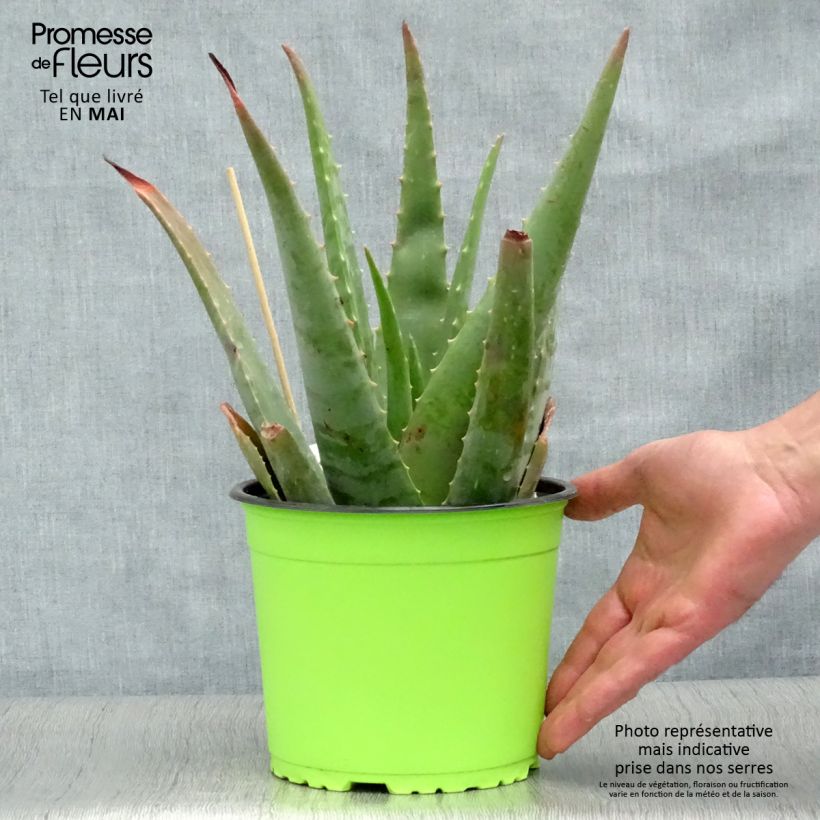 Spécimen de Aloe vera - Aloes des Barbades pot de 2L/3L tel que livré au printemps