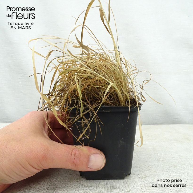 Spécimen de Alopecurus pratensis Aureovariegatus Godet de 9cm tel que livré au printemps