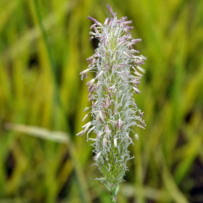 Alopecurus pratensis Aureovariegatus (Floraison)