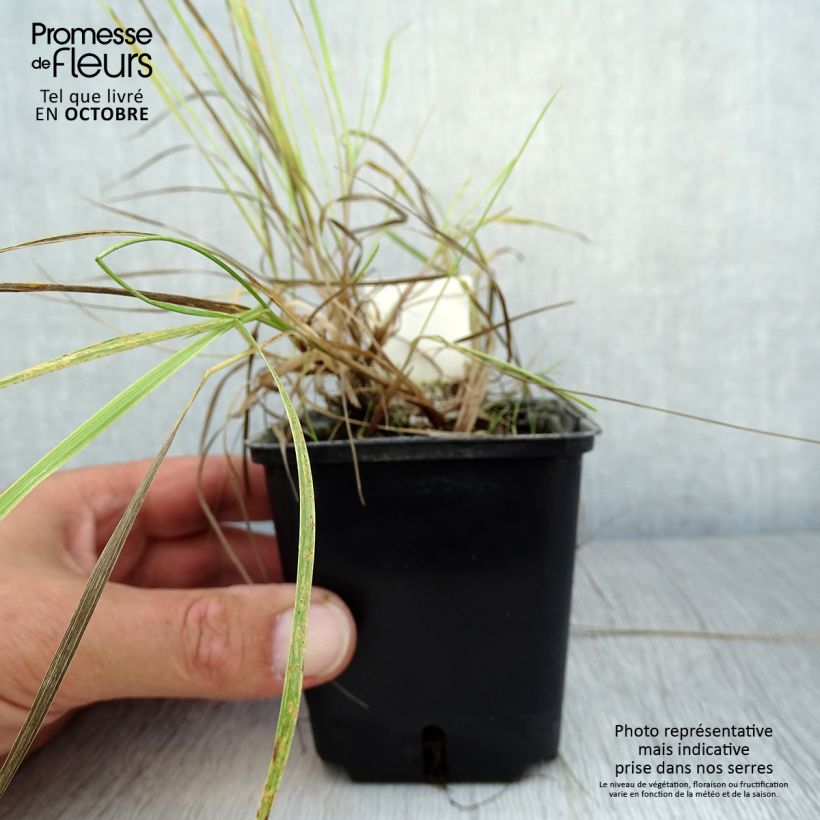 Spécimen de Alopecurus pratensis Aureovariegatus tel que livré en automne