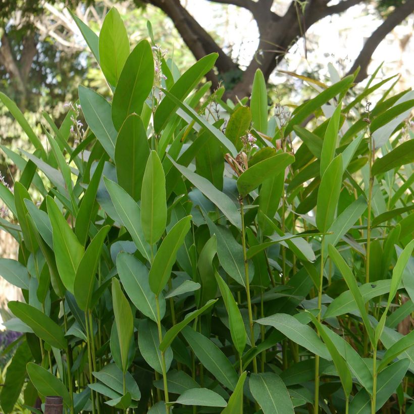 Alpinia galanga - Grand Galanga (Feuillage)