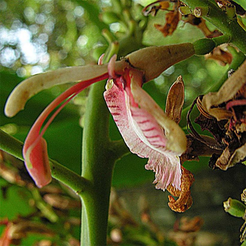 Alpinia galanga - Grand Galanga (Floraison)