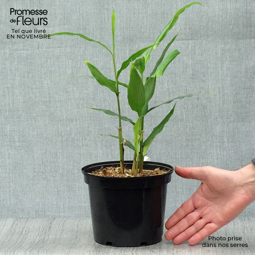 Spécimen de Alpinia galanga - Grand Galanga Pot de 2L/3L tel que livré en automne
