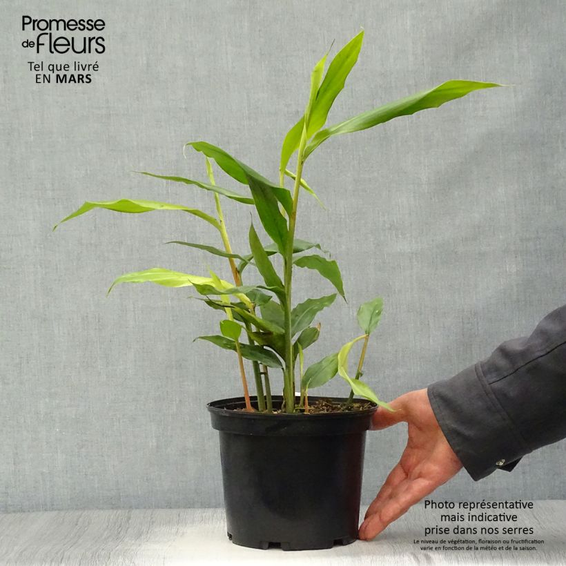 Spécimen de Alpinia galanga - Grand Galanga Pot de 2L/3L tel que livré au printemps