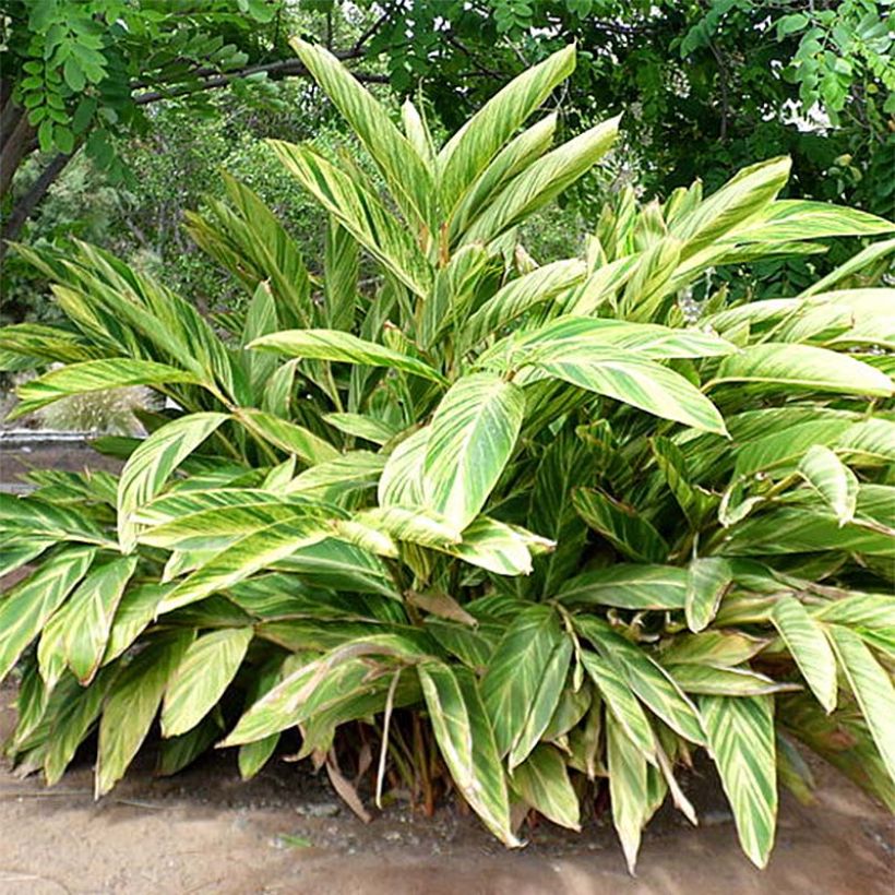 Alpinia zerumbet Variegata - Gingembre coquille (Feuillage)