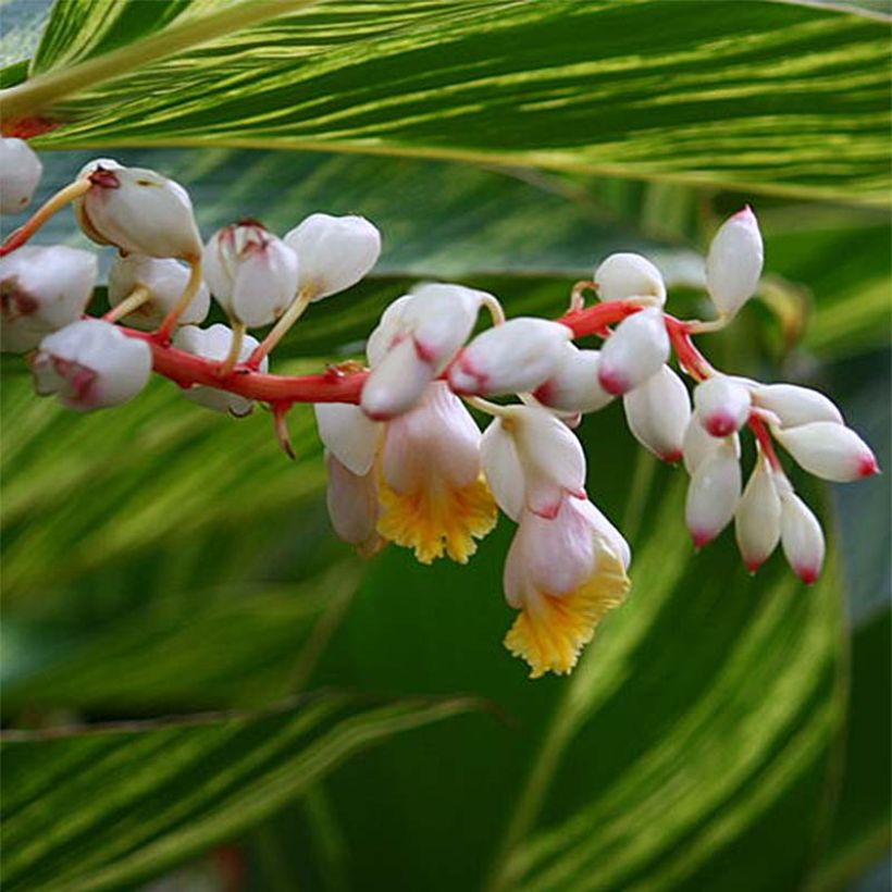 Alpinia zerumbet Variegata - Gingembre coquille (Floraison)