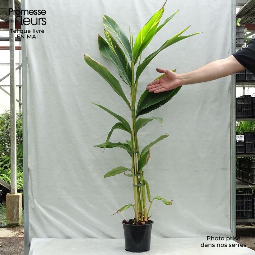 Spécimen de Alpinia zerumbet Variegata - Gingembre coquille Pot de 2L/3L tel que livré au printemps