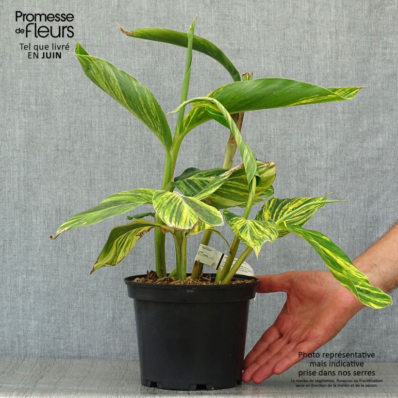 Spécimen de Alpinia zerumbet Variegata - Gingembre coquille Pot de 2L/3L tel que livré en été