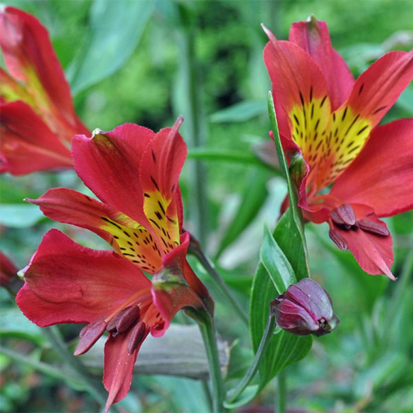 Alstroemère Inca Adore - Alstroemeria (Floraison)