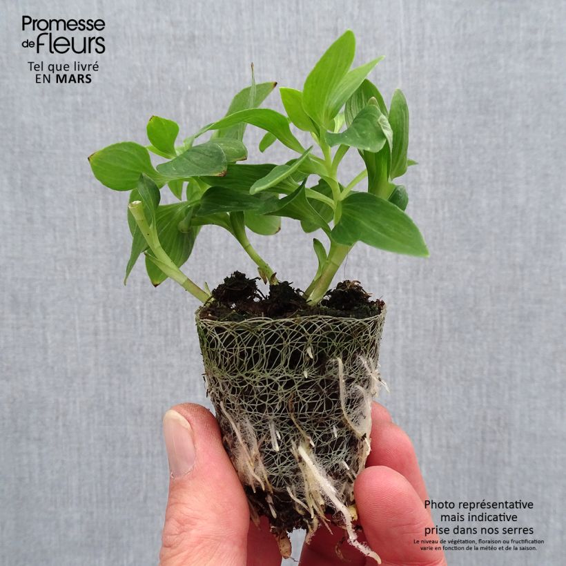Spécimen de Alstroemère Inticancha Navayo - Lis des Incas Motte 4 cm x 4,5 cm, Plant vert de 5 à 10 cm de haut tel que livré au printemps
