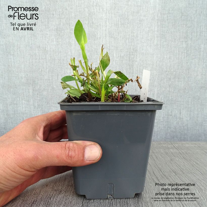 Spécimen de Alstroémère haute Majestic Montsoreau - Lys des Incas - pot de 1L/1.5L tel que livré au printemps
