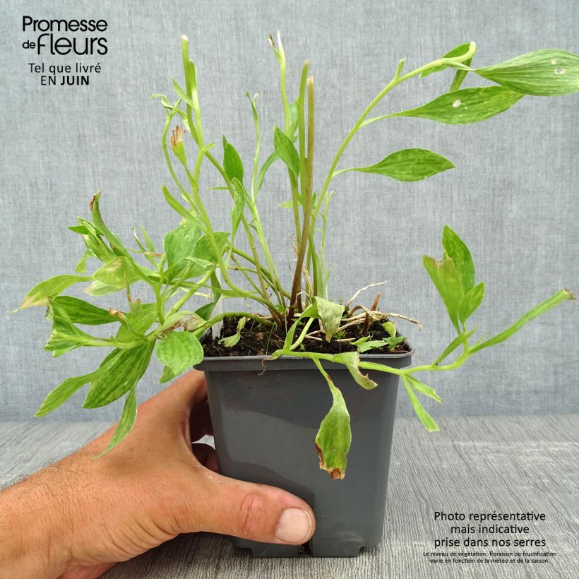 Spécimen de Alstroémère haute Majestic Montsoreau - Lys des Incas Pot de 1L/1,5L tel que livré en été