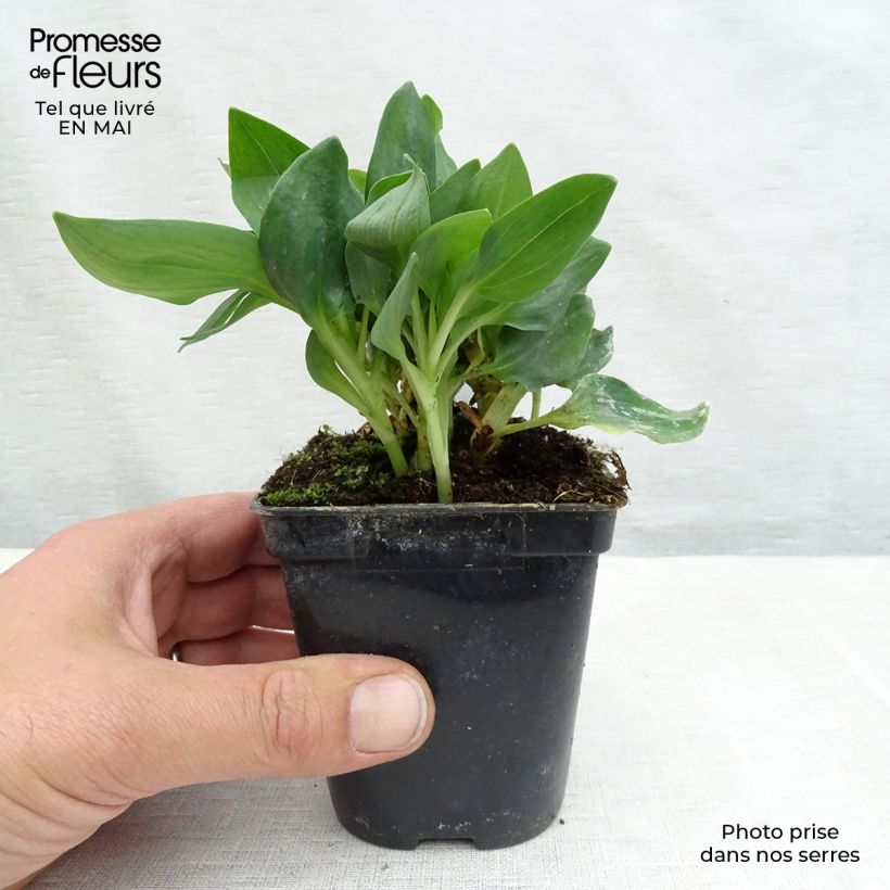 Spécimen de Alstroemère naine Pitchounes Noah - Lys des Incas  Godet de 8/9 cm tel que livré au printemps